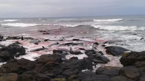 DoC Blood in the sea around dead whales off Chatham Island, New Zealand