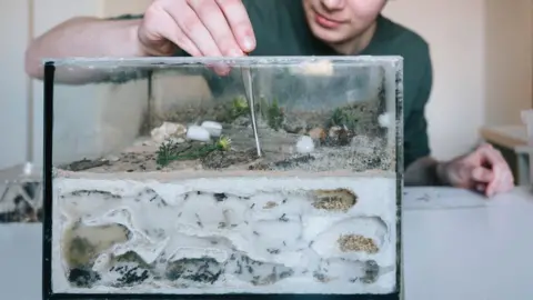Getty Images A young man holds tweezers as he places something in a formicarium