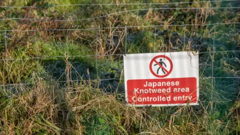 Canva Japanese knotweed