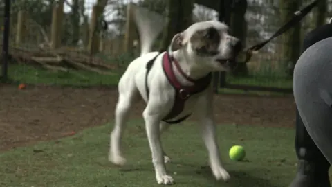 Ronnie the Staffie