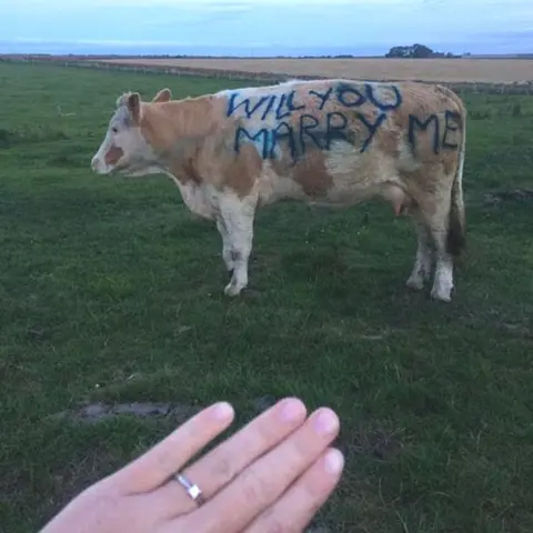 Eilidh Fraser Marriage proposal on side of cow