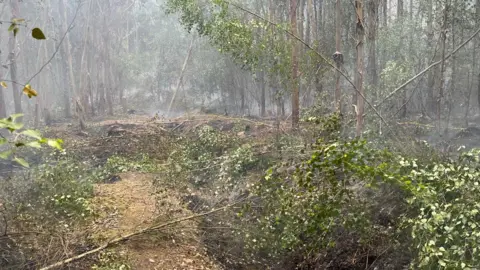 Supplied Several flimsy trees in the foreground of a woodland have fallen down and smoke can be seen in amongst them.