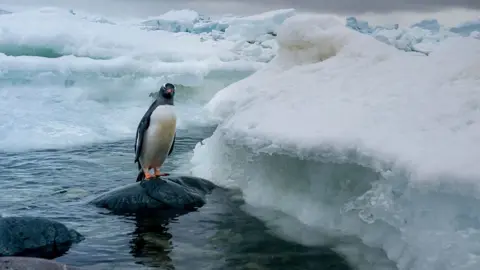 Getty Images Gentoo penguin on Antarctic Peninsula