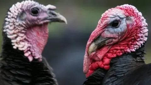 Getty Images Turkeys
