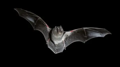 A bat in mid‑flight against a black background. The bat’s wings are fully extended.