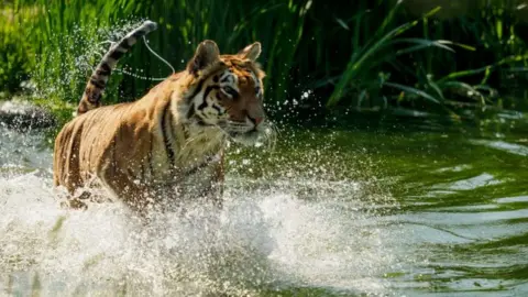 Isle of Wight Zoo Simi the tiger