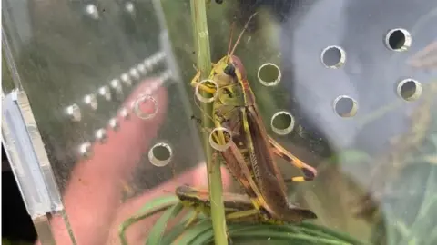 Wild Ken Hill Large marsh grasshoppers