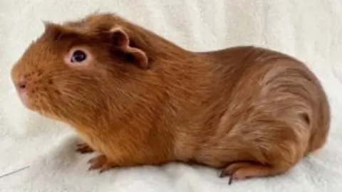 RSPCA Derby russet brown guinea pig