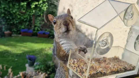 squirrel