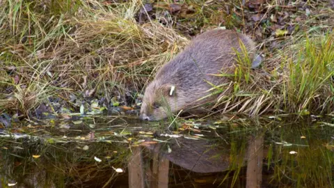 RZSS Beaver going into the water