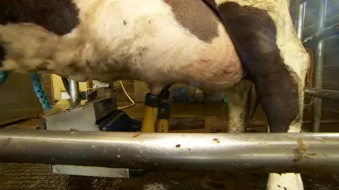 Cow being milked