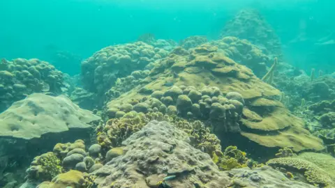 Valeria Pizarro View of the Varadero reef