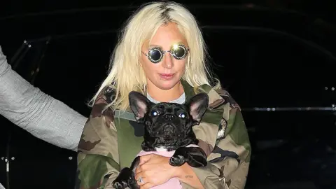 Getty Images Lady Gaga seen with her bulldog in New York, June 2015