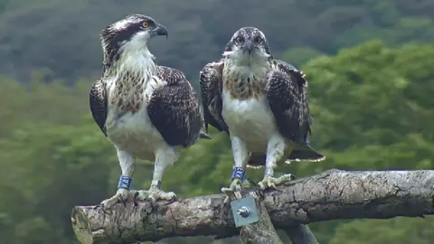 Montgomeryshire Wildlife Trust osprey brother and sister