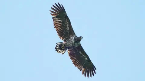 Wild Ken Hill White-tailed eagle