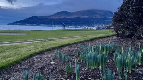 KELLY MCCAUGHAN Daffodils in Newcastle