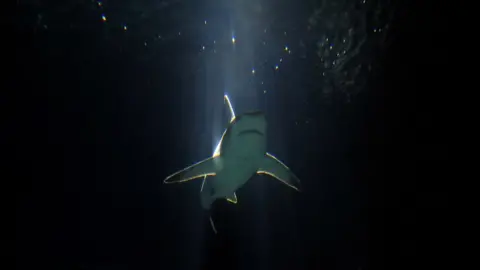 Getty Images A Reef Shark swims in the Aquarium of Genova on 11 August 2010.