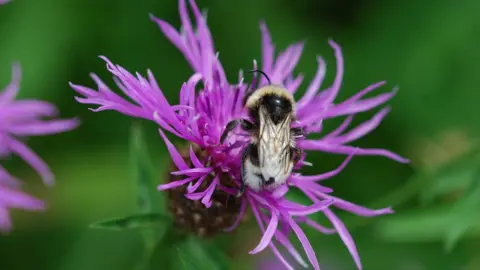 Dr Duncan Westbury Bee