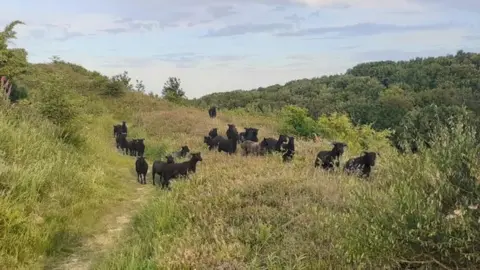 Oswestry Heritage Gateway Group Sheep on the hill fort
