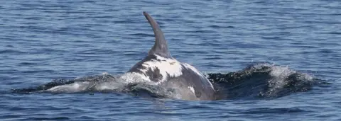 University of Aberdeen Sunburned dolphin Spirtle