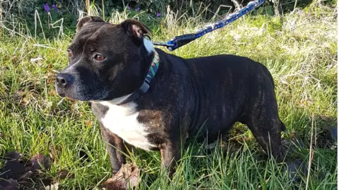 RSPCA Rooney the dog