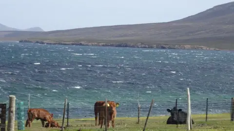 Family photo Cows on the island