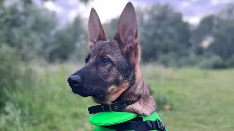 Norfolk and Suffolk Police PD Arnie, a German Shepherd/Malinois cross