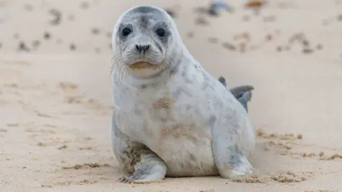 PA Media Grey seal