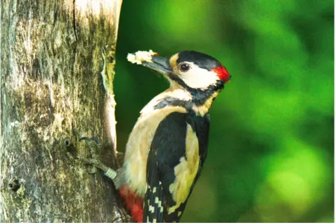 Ronnie McDonnell A woodpecker pecks at a tree trunk