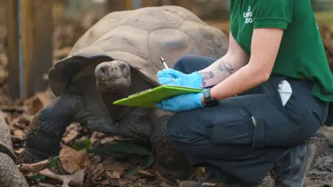 London Zoo Tortoise