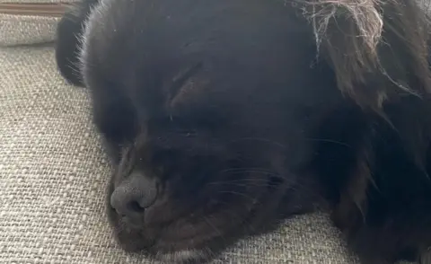 Gloucestershire Constabulary Norbert the puppy asleep