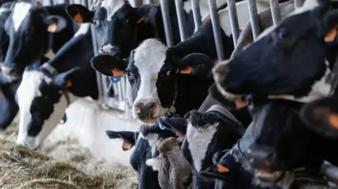Reuters A group of black-and-white dairy cattle housed inside a livestock building. Several cows are standing side-by-side in feeding stalls along a concrete feed barrier. The animals are positioned closely together, with their heads extending through metal rails.