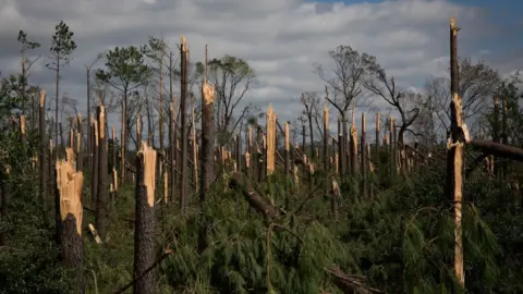 Getty Images Inland trees were snapped by winds in Marianna
