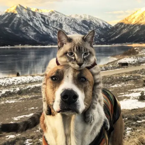 Cynthia Bennett Cat lying on top of dog's head in front of mountain landscape