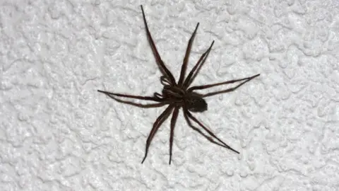 BBC A house spider