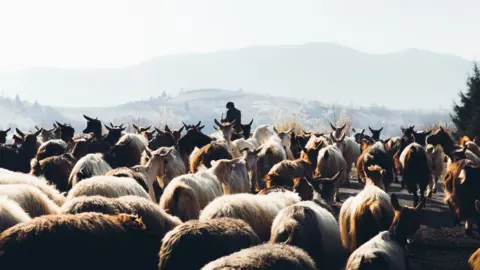 Getty Images Herder