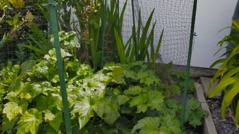 Phyl Oliver netting around plants