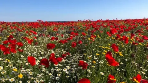 Dion Johns Wildflower field near Ivybridge