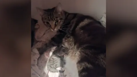 RSPCA Tabby cat laying on a soft blanket with small tabby-coloured kittens being nursed.
