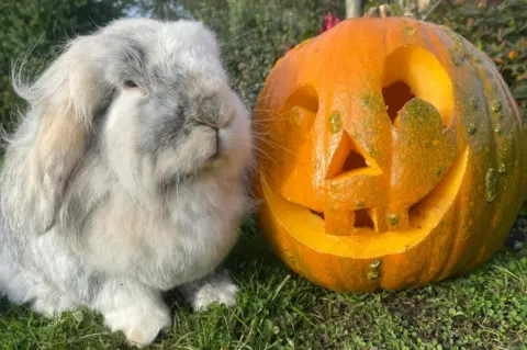 Matlock Farm Park Rabbit with a carved pumpkin