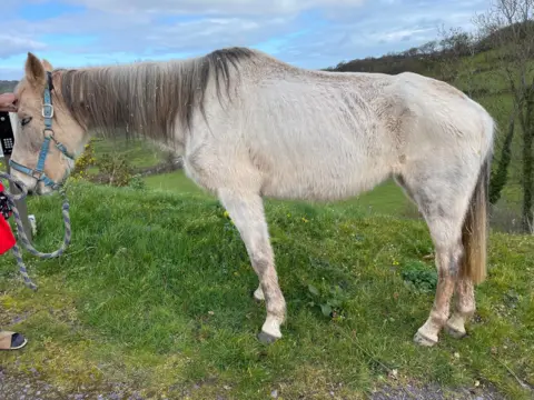 RSPCA Totti standing in a field