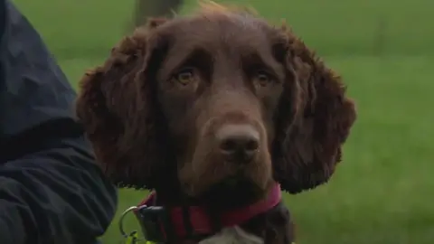 Snipe the water leak sniffing dog