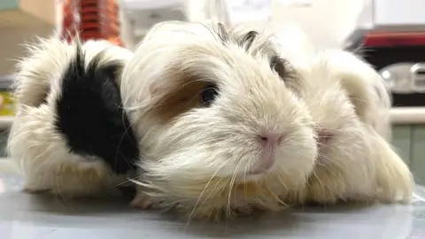 Scottish SPCA Rescued guinea pigs