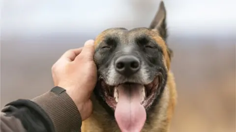 Getty Images Covid cases in dogs are extremely rare