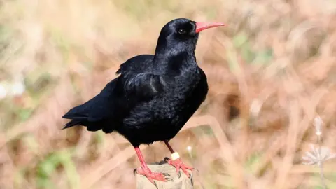 Phil Taylor A Cornish chough