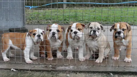 Dogs trust Rescued British bulldog puppies at the Dogs Trust kennels