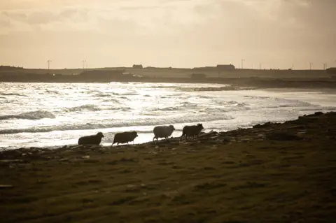 BBC Sheep trotting along the shore in silhouette