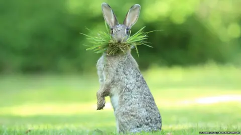 Olivier Colle/ Barcroft Images Rabbit