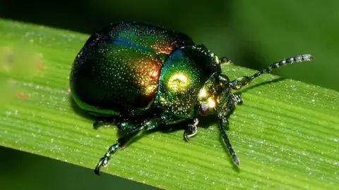 Andy Brown Tansy beetle