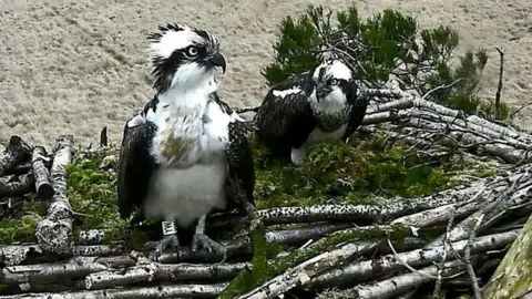 Cumbria Wildlife Trust The ospreys in their nest